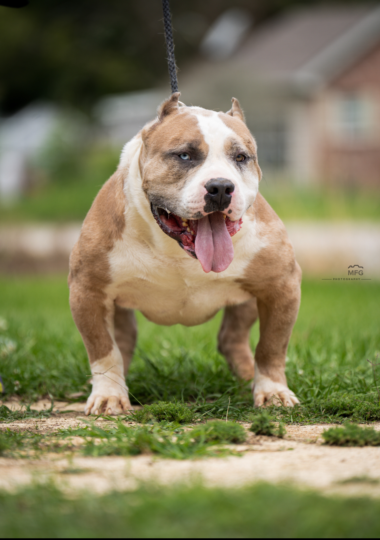 Dog Featured Image
