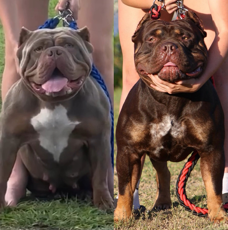 Dog Featured Image