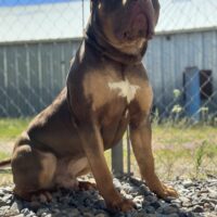 Dog Featured Image