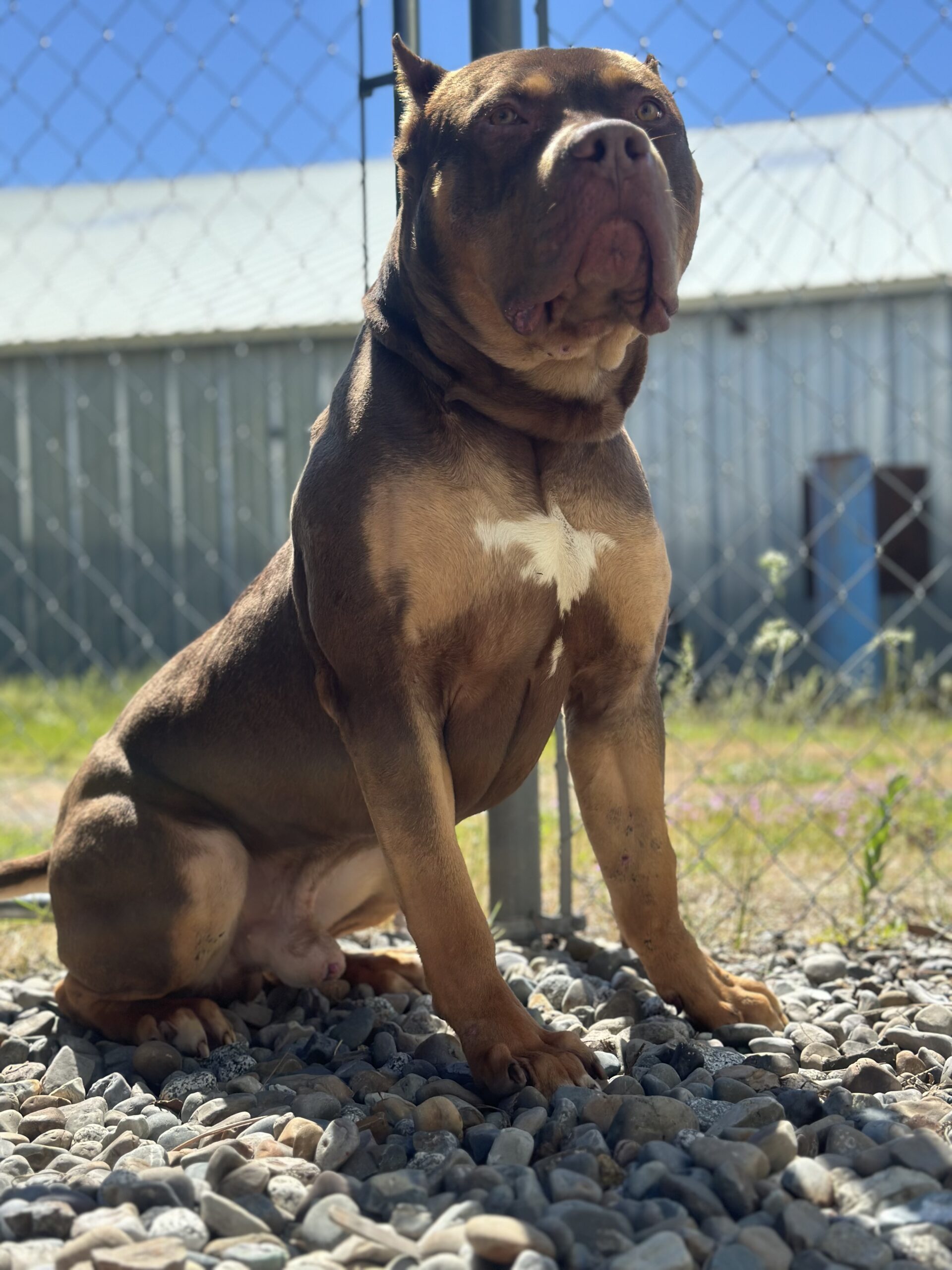 Dog Featured Image