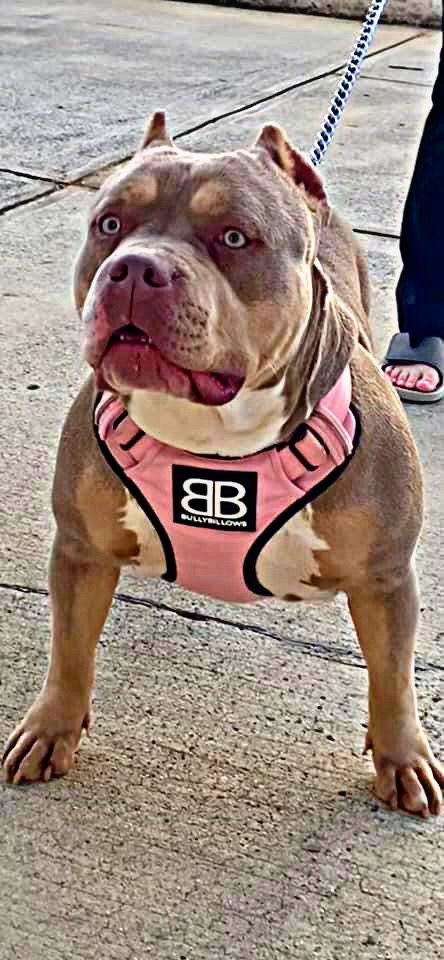 Dog Featured Image