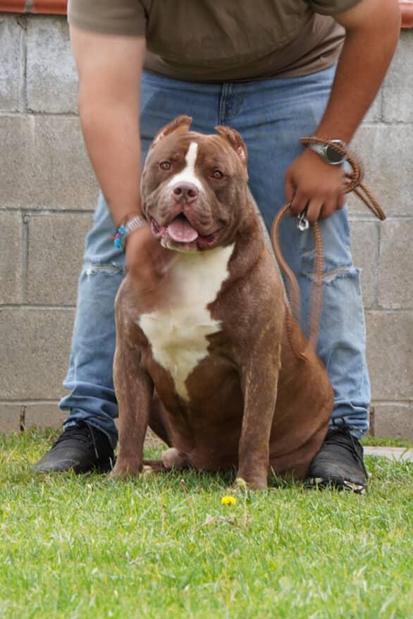 Dog Featured Image