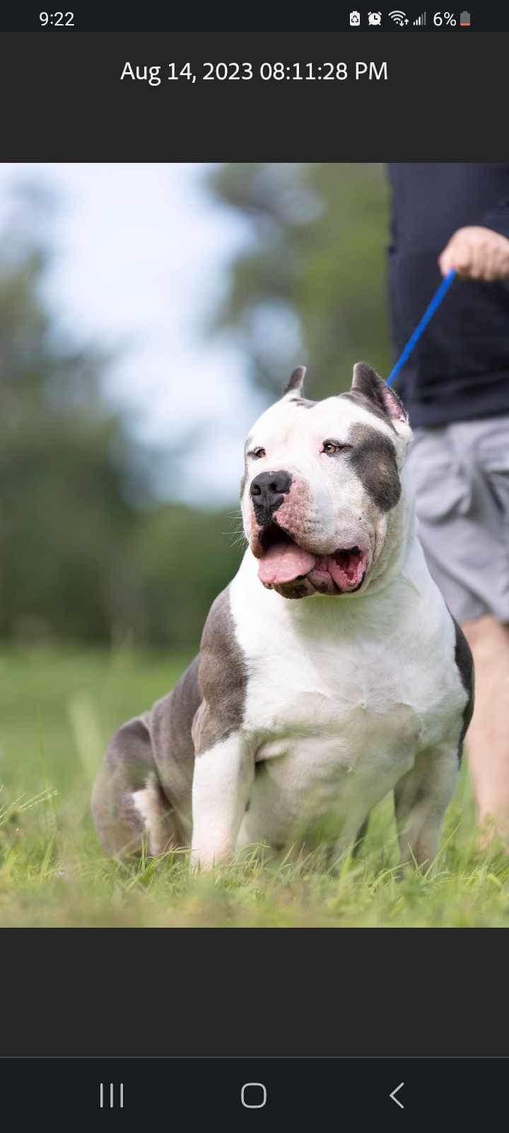Dog Featured Image