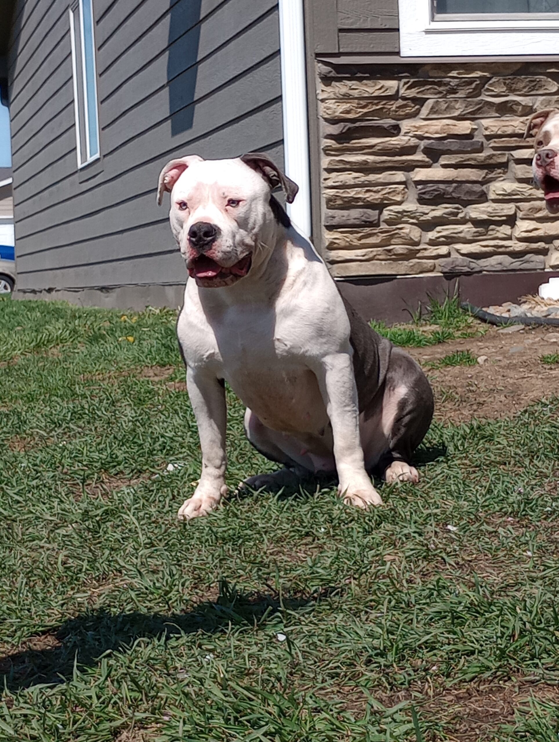 Dog Featured Image