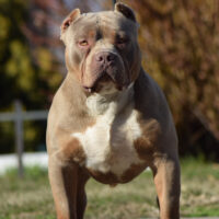 Dog Featured Image