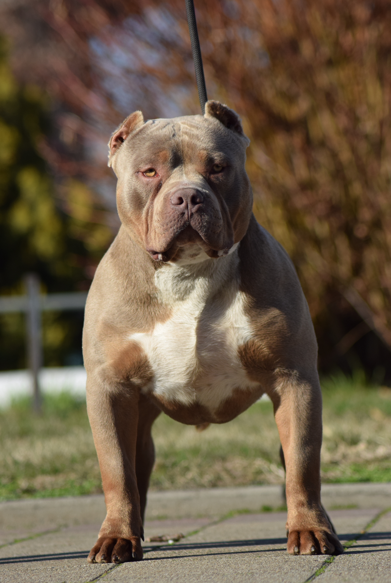 Dog Featured Image