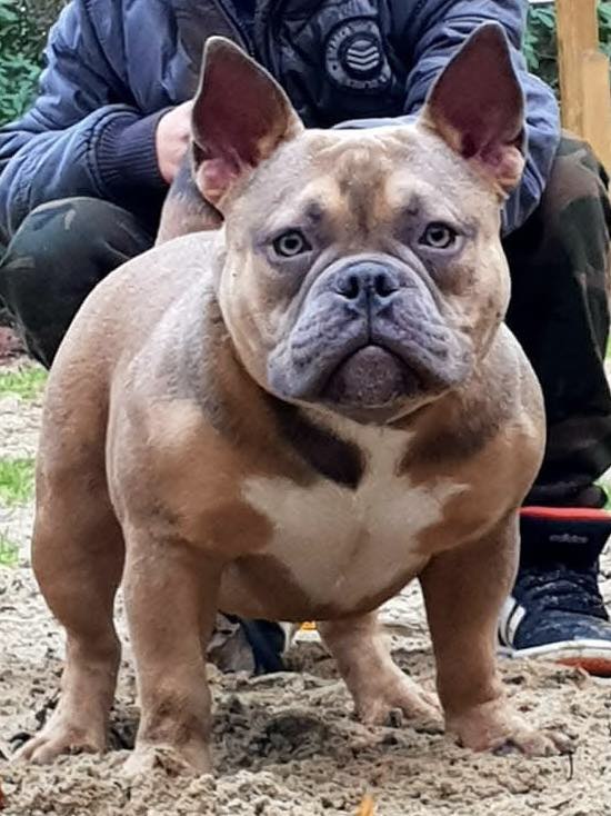 Dog Featured Image