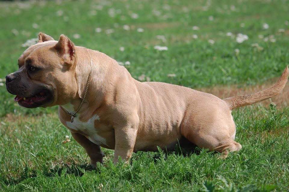 Dog Featured Image