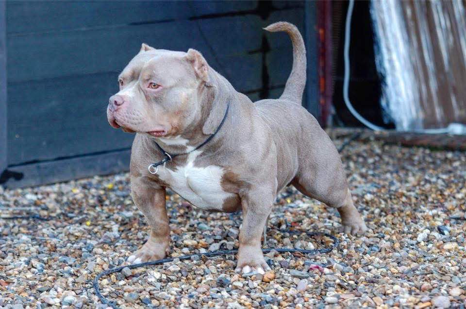 Dog Featured Image