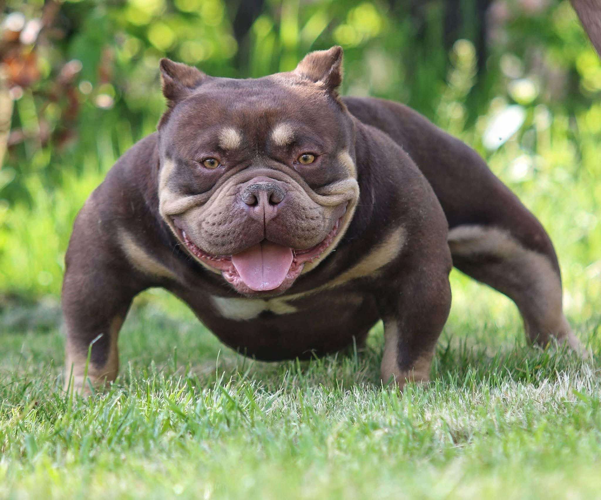 Dog Featured Image