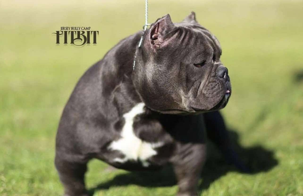 Dog Featured Image