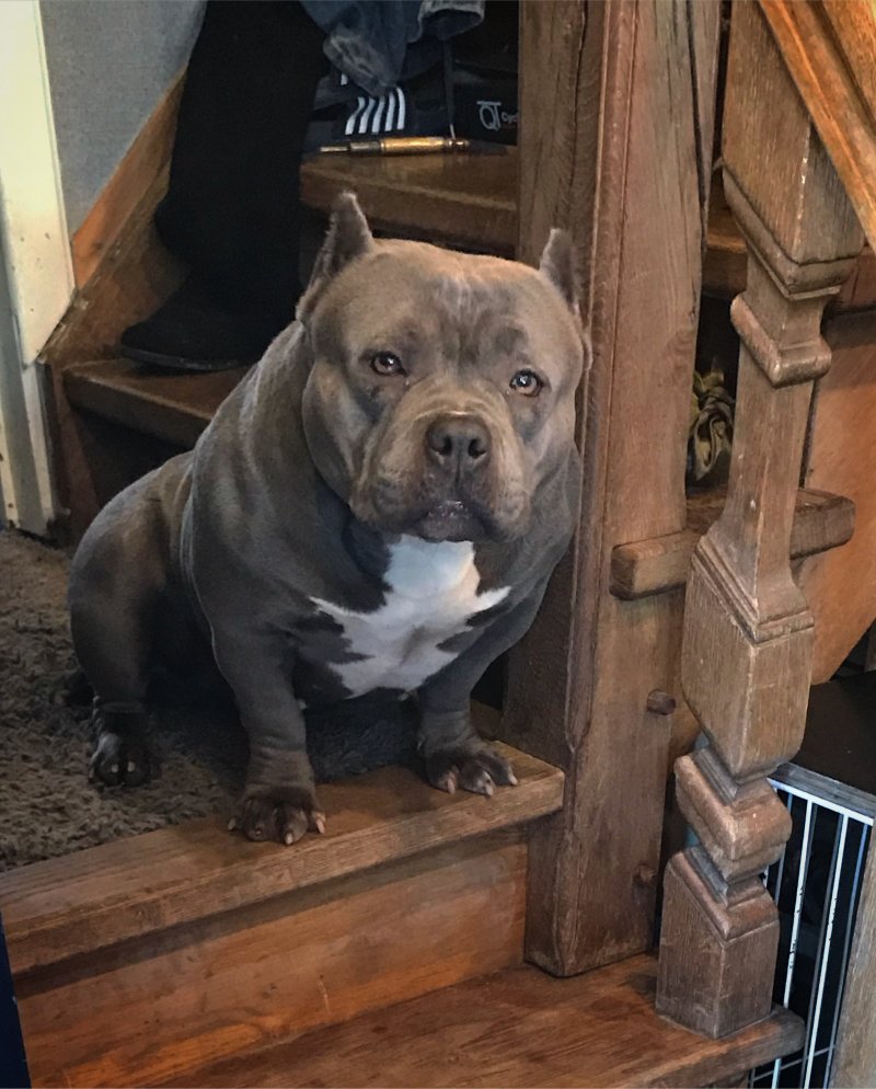 Dog Featured Image