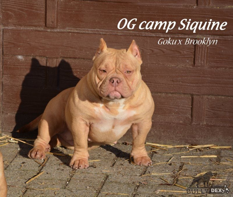 Dog Featured Image