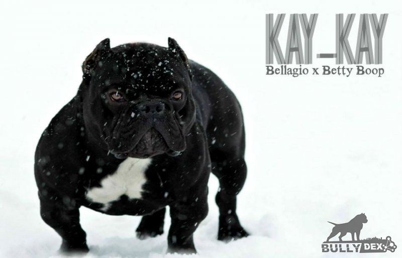 Dog Featured Image