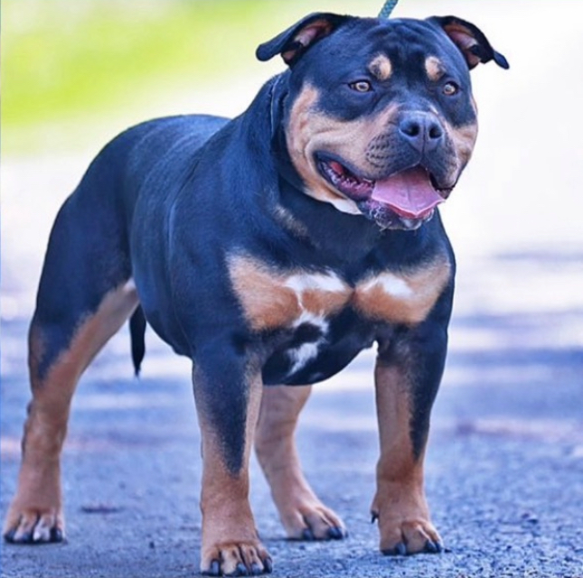 Dog Featured Image