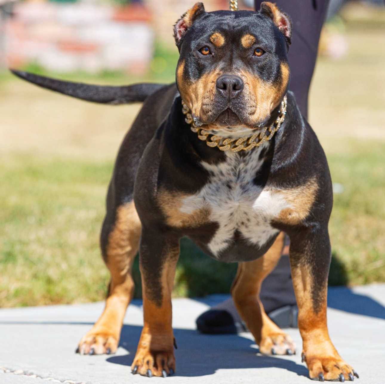 Dog Featured Image
