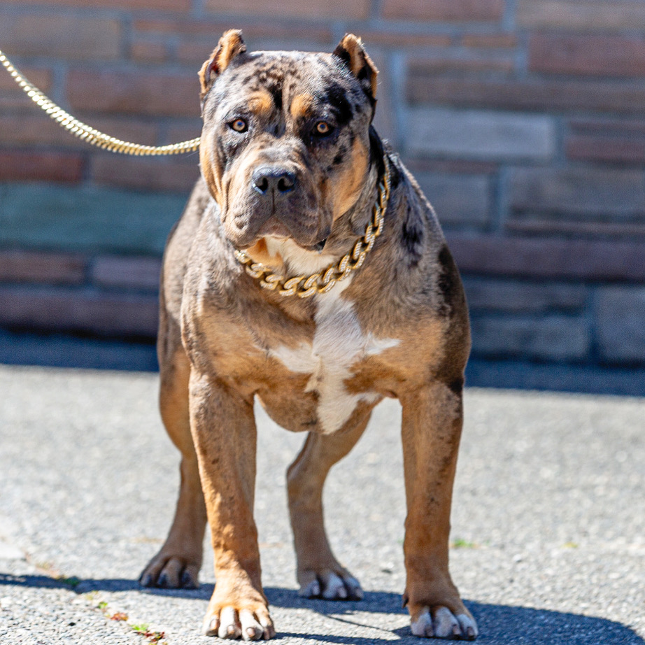 Dog Featured Image
