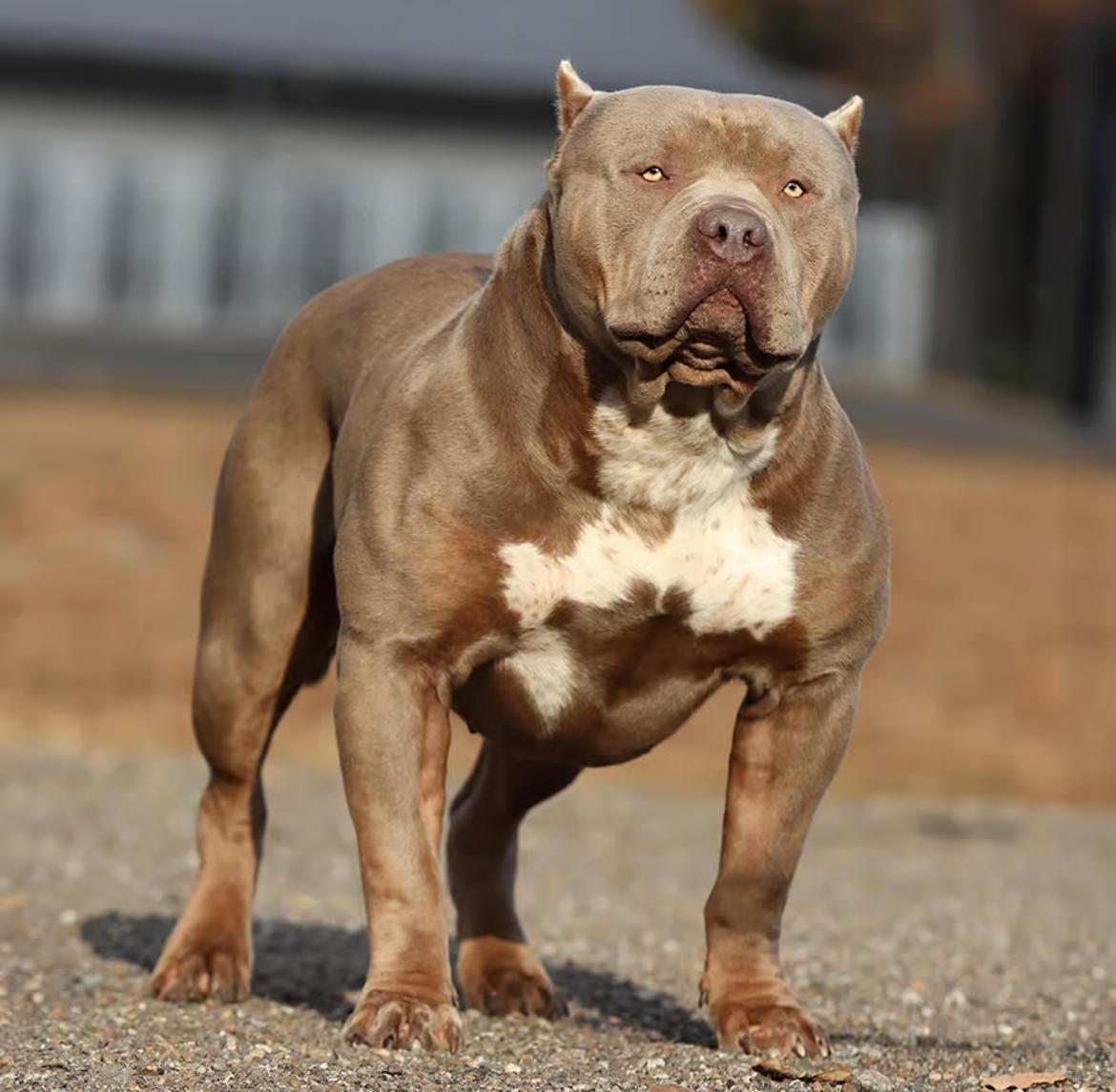 Dog Featured Image