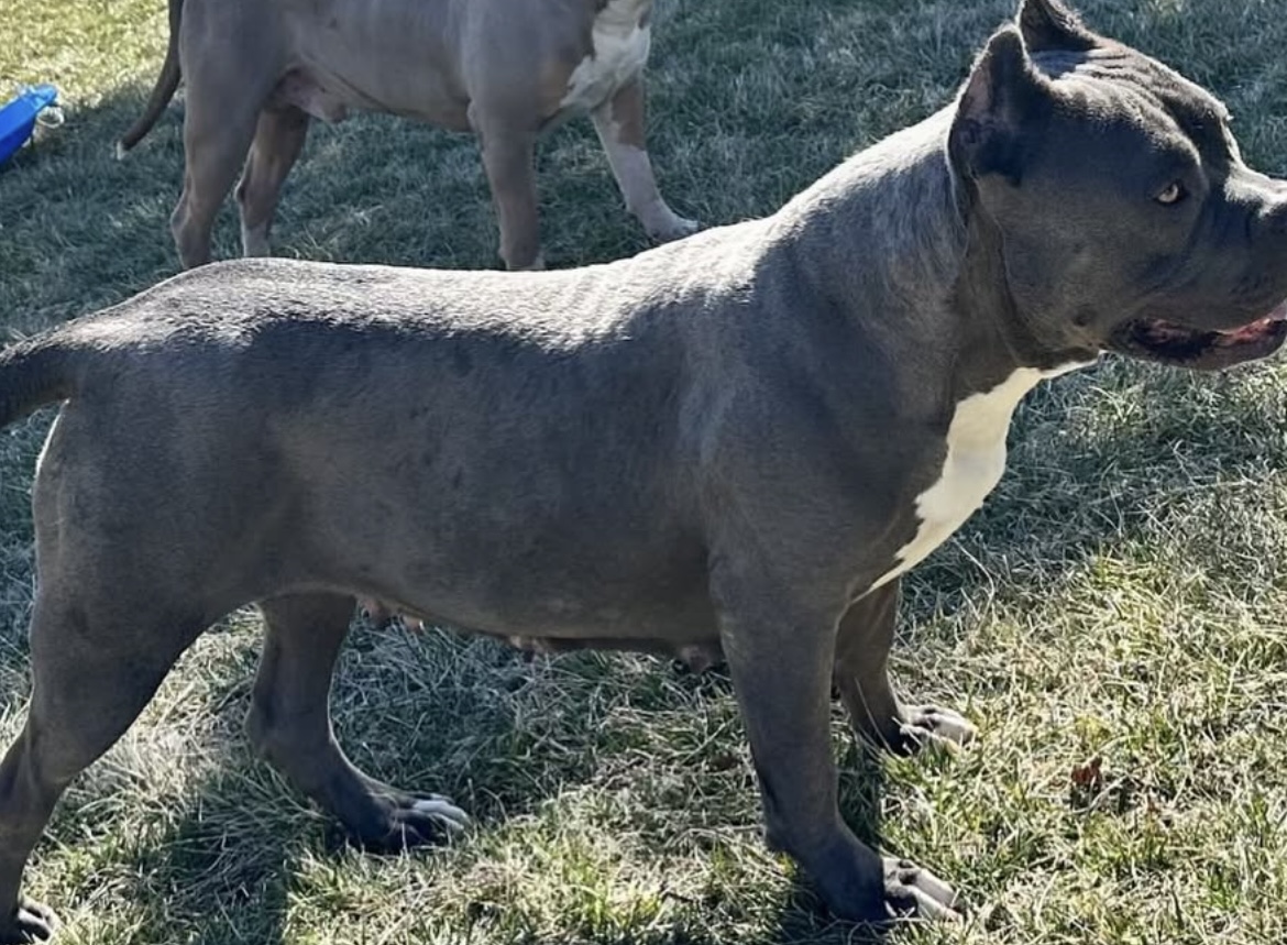 Dog Featured Image