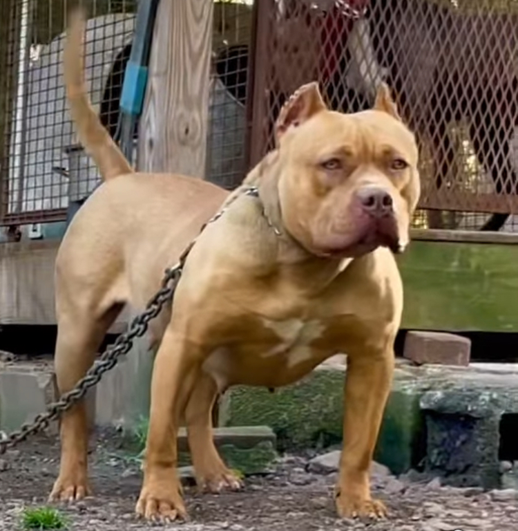 Dog Featured Image