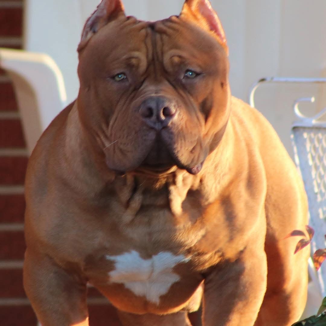 Dog Featured Image