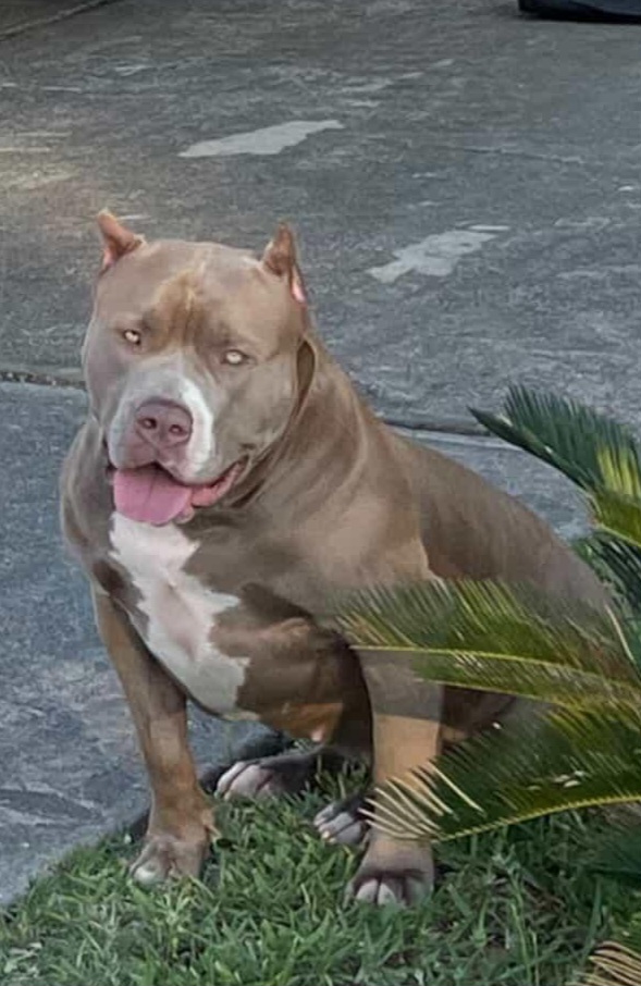 Dog Featured Image
