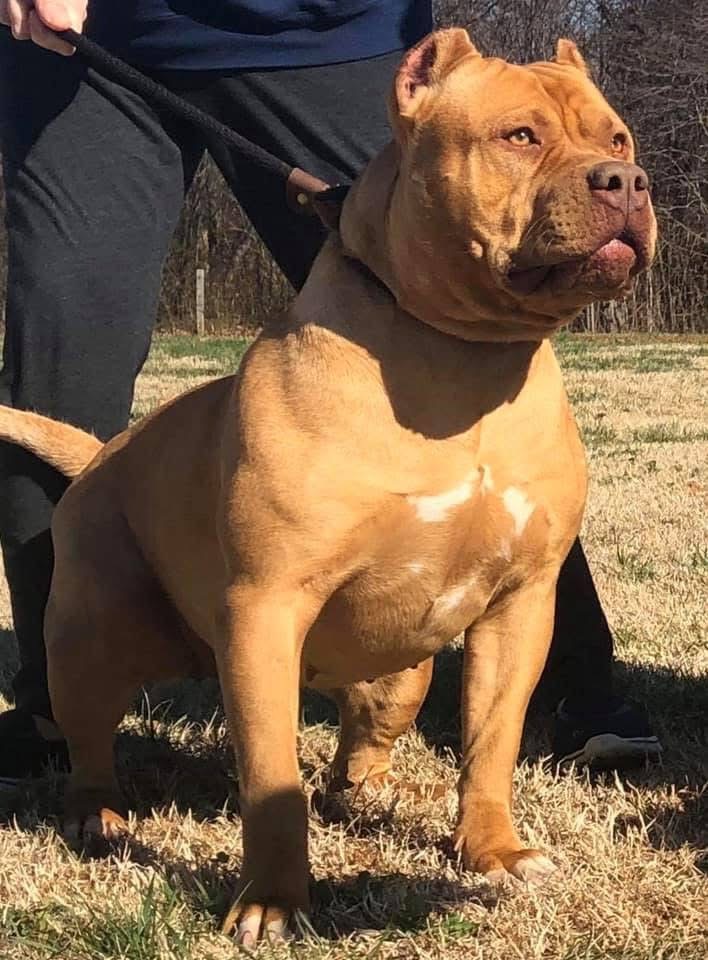 Dog Featured Image