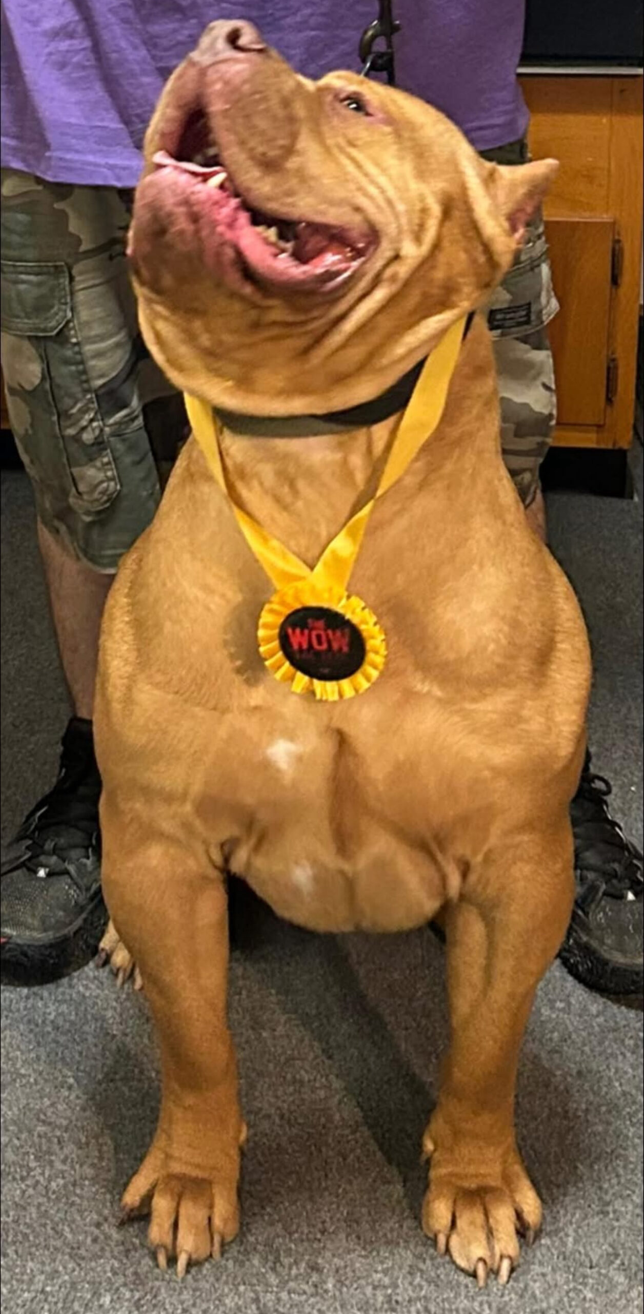 Dog Featured Image