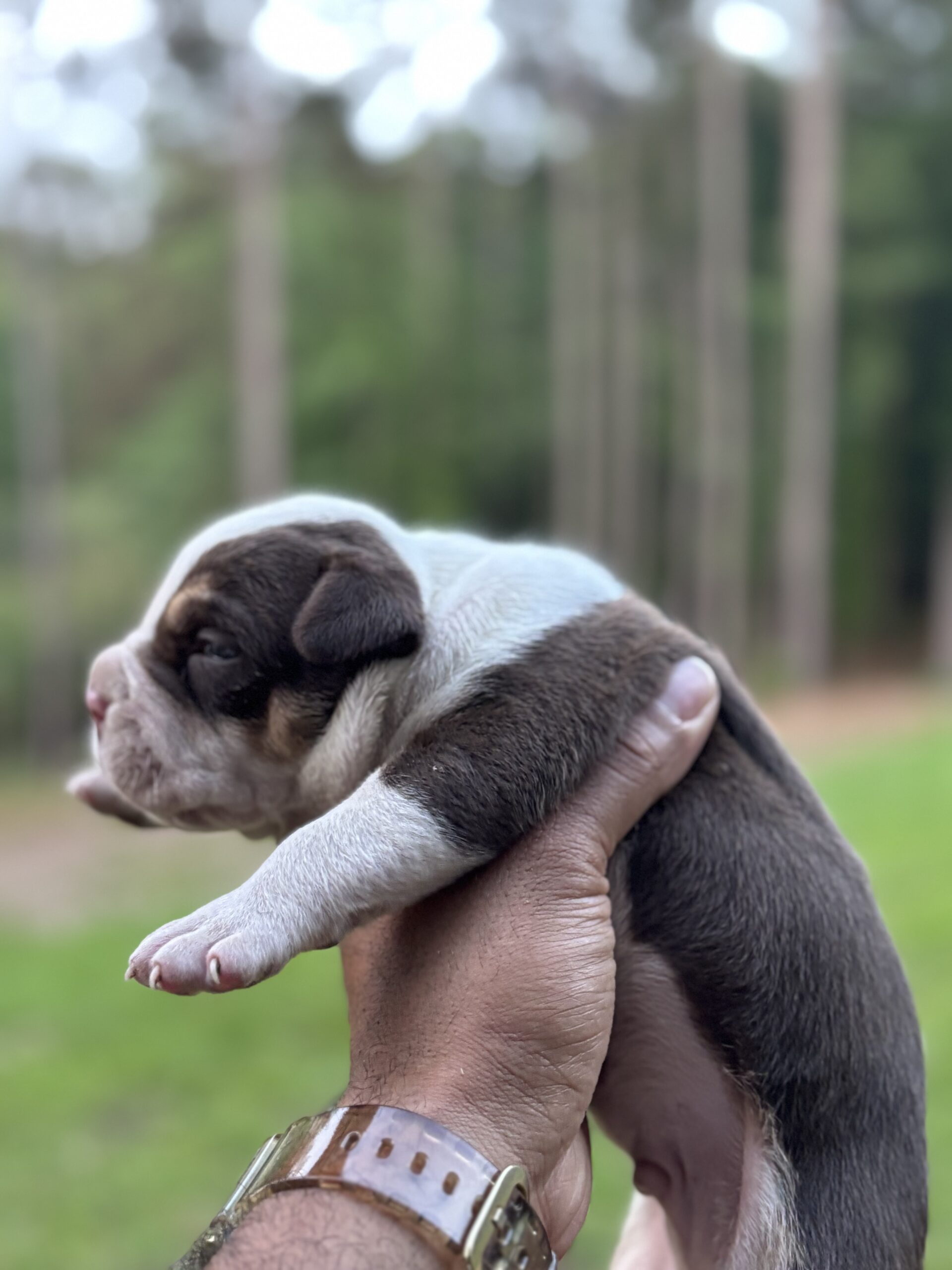 Dog Featured Image