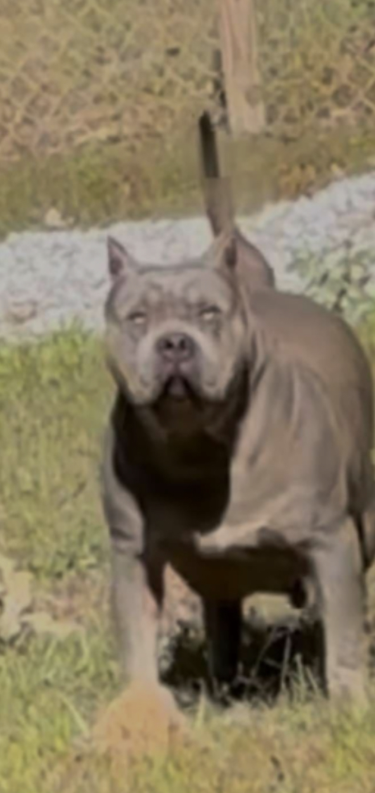 Dog Featured Image