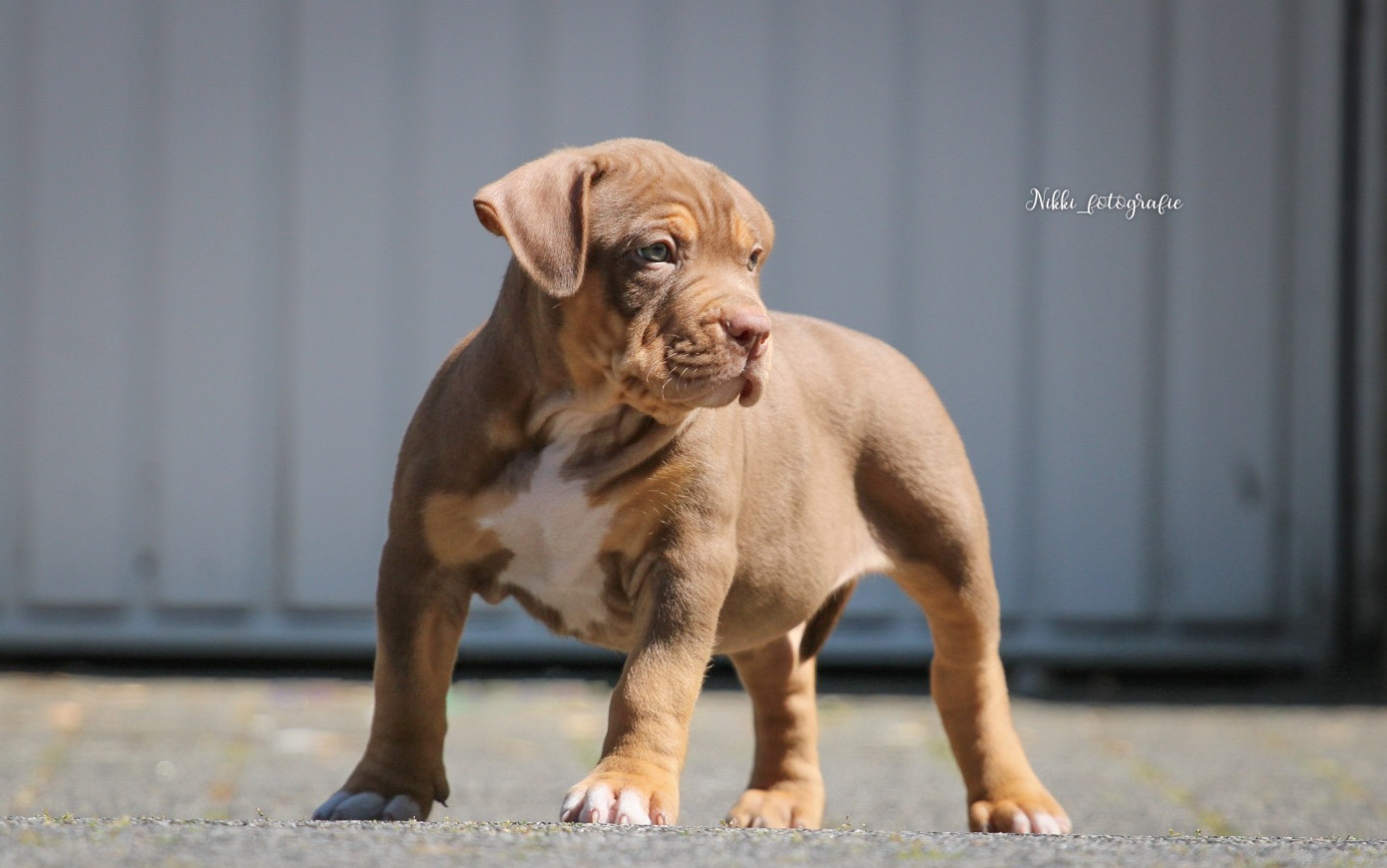 Dog Featured Image