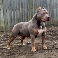 Dog Featured Image