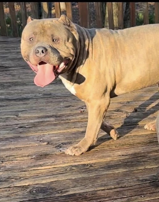 Dog Featured Image