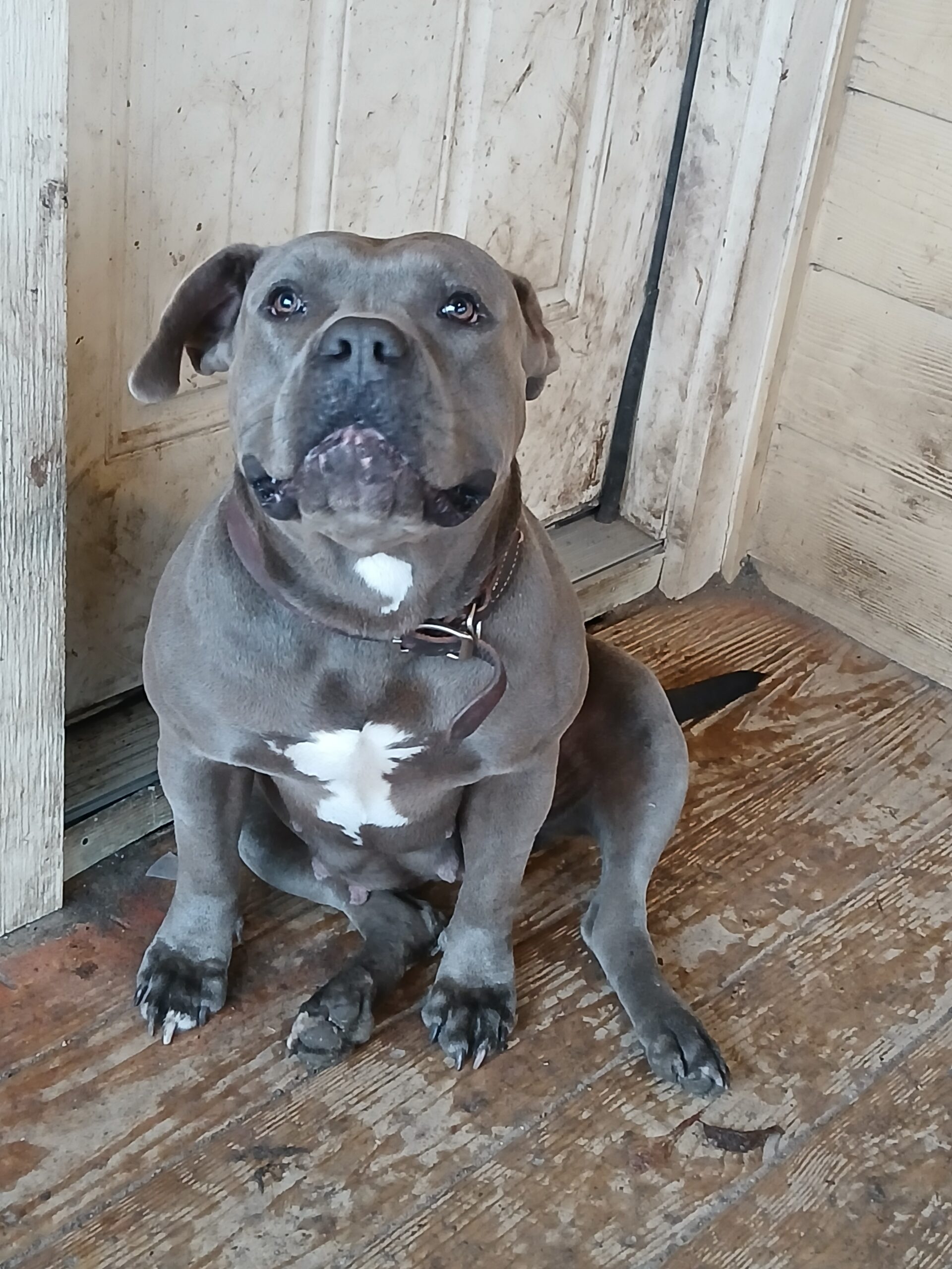 Dog Featured Image