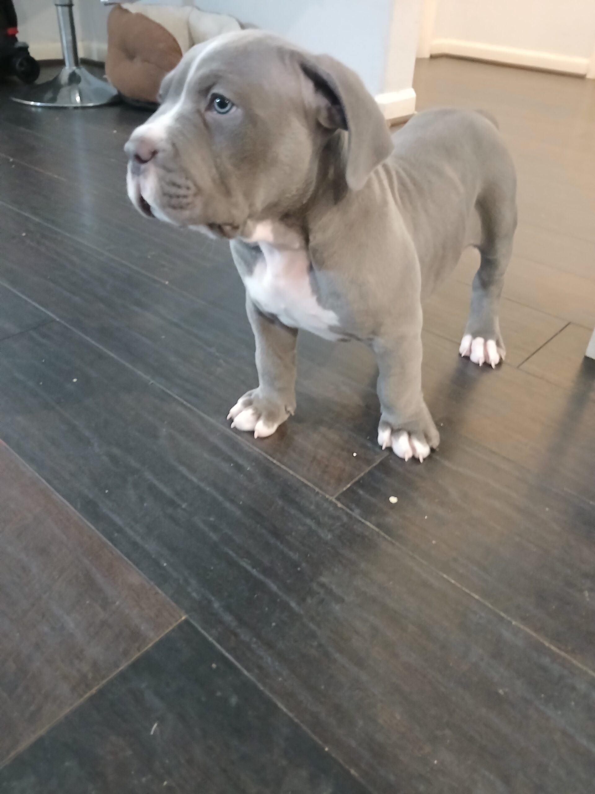 Dog Featured Image