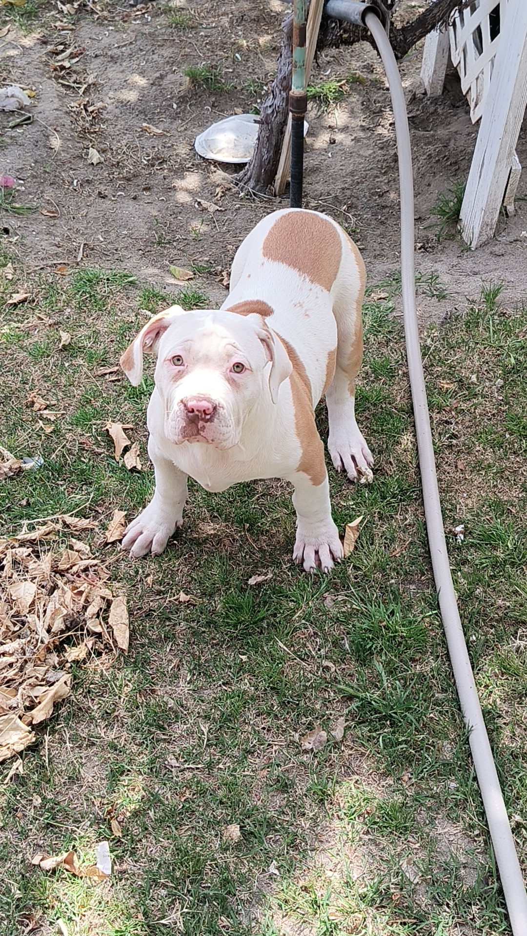 Dog Featured Image