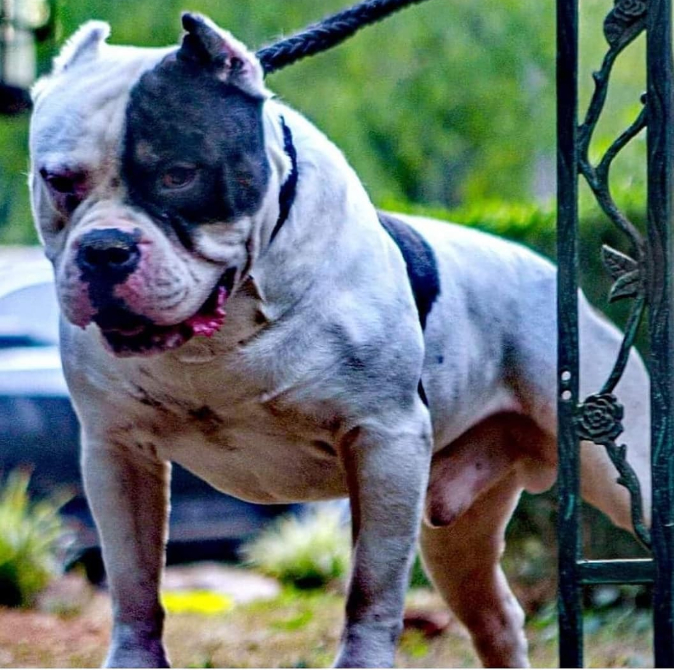 Dog Featured Image