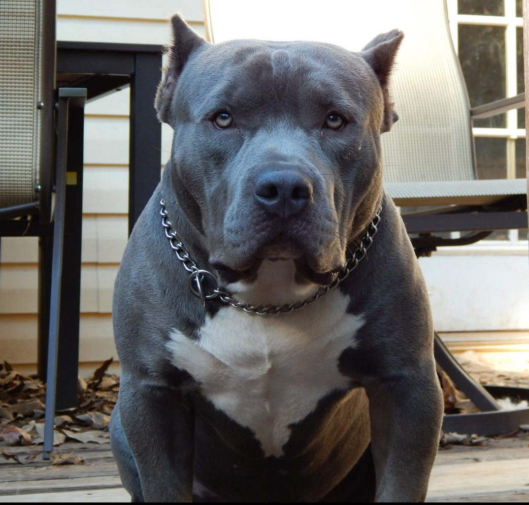 Dog Featured Image
