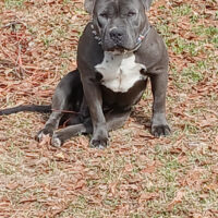 Dog Featured Image