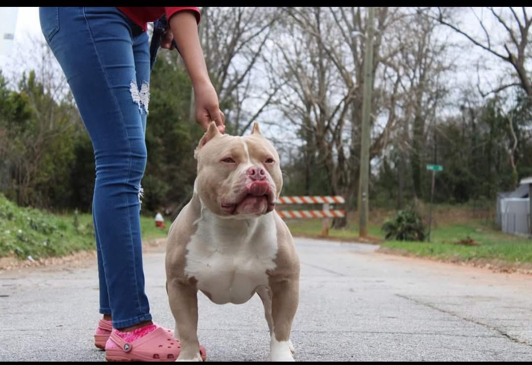Dog Featured Image