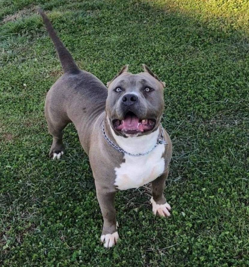 Dog Featured Image