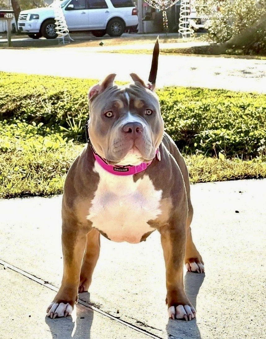 Dog Featured Image