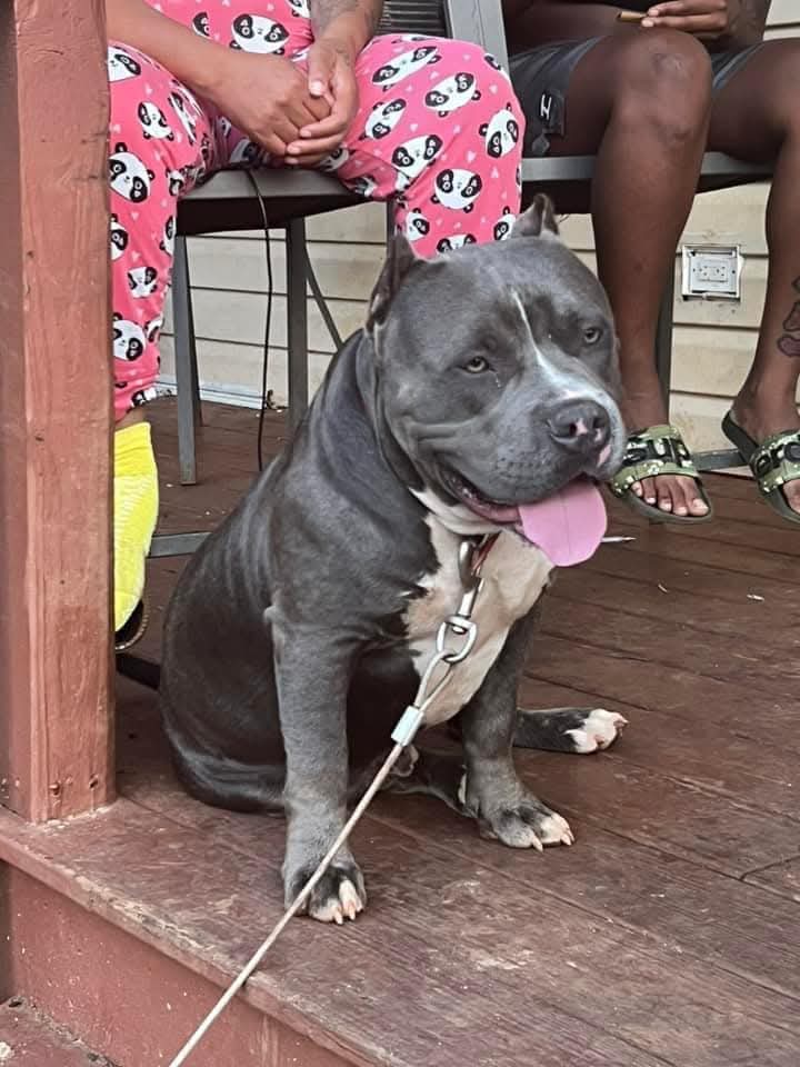 Dog Featured Image