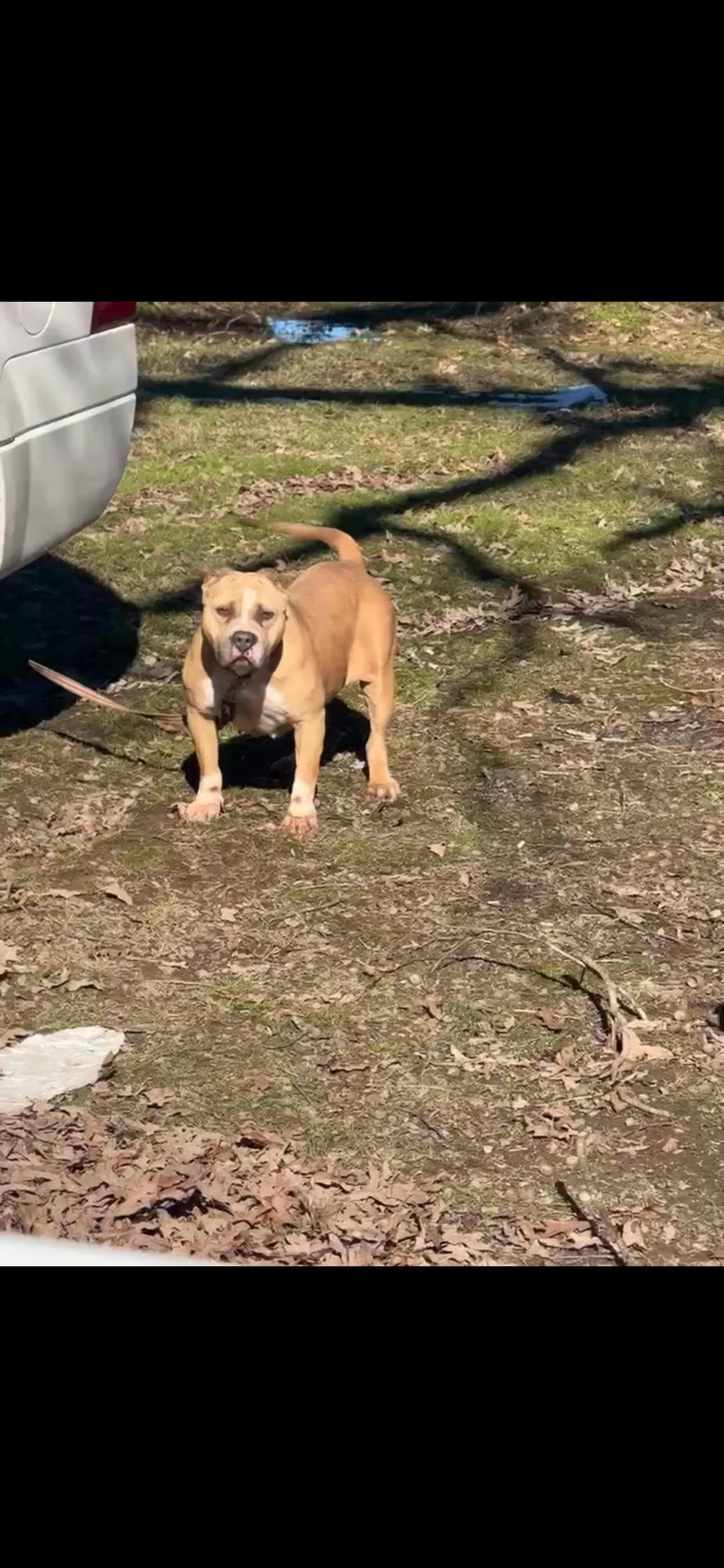 Dog Featured Image