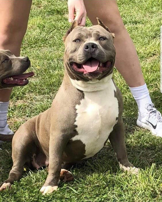 Dog Featured Image