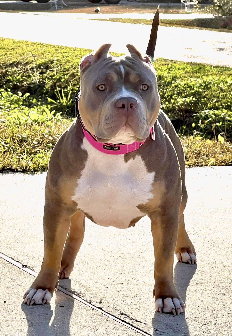 Dog Featured Image