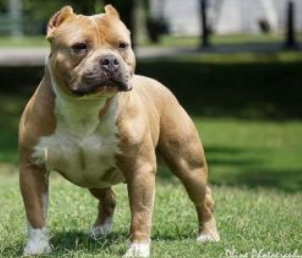 Dog Featured Image