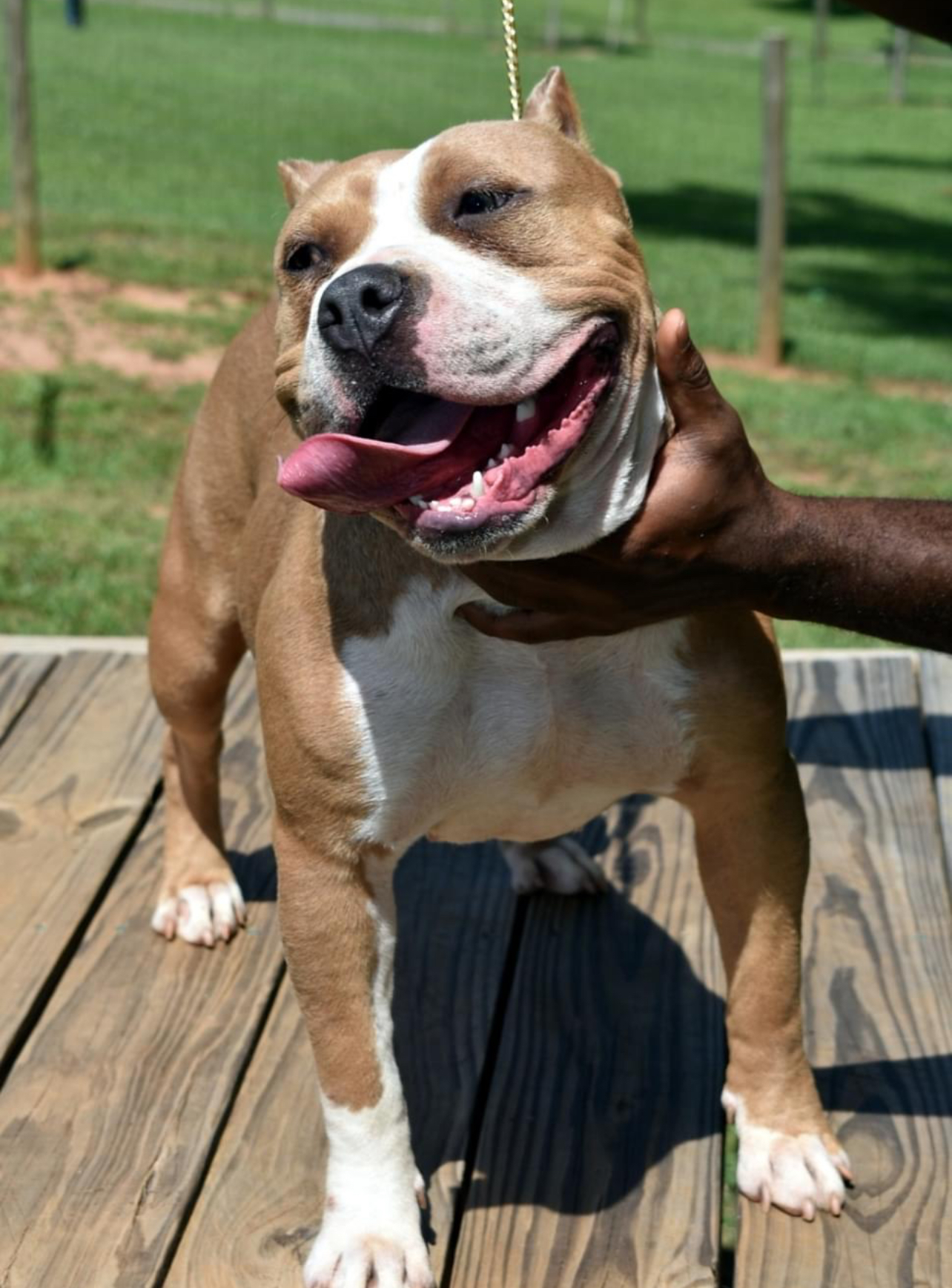 Dog Featured Image