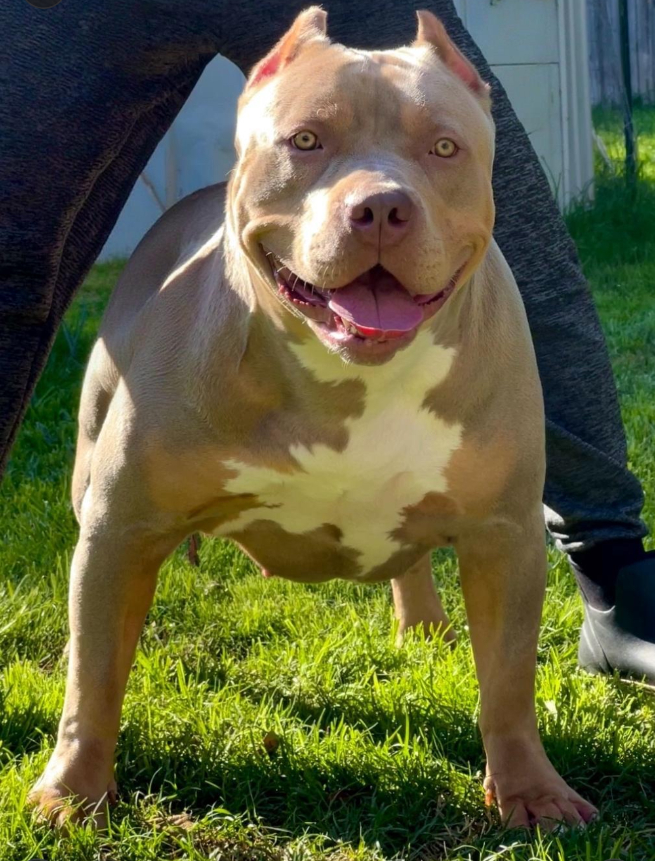 Dog Featured Image