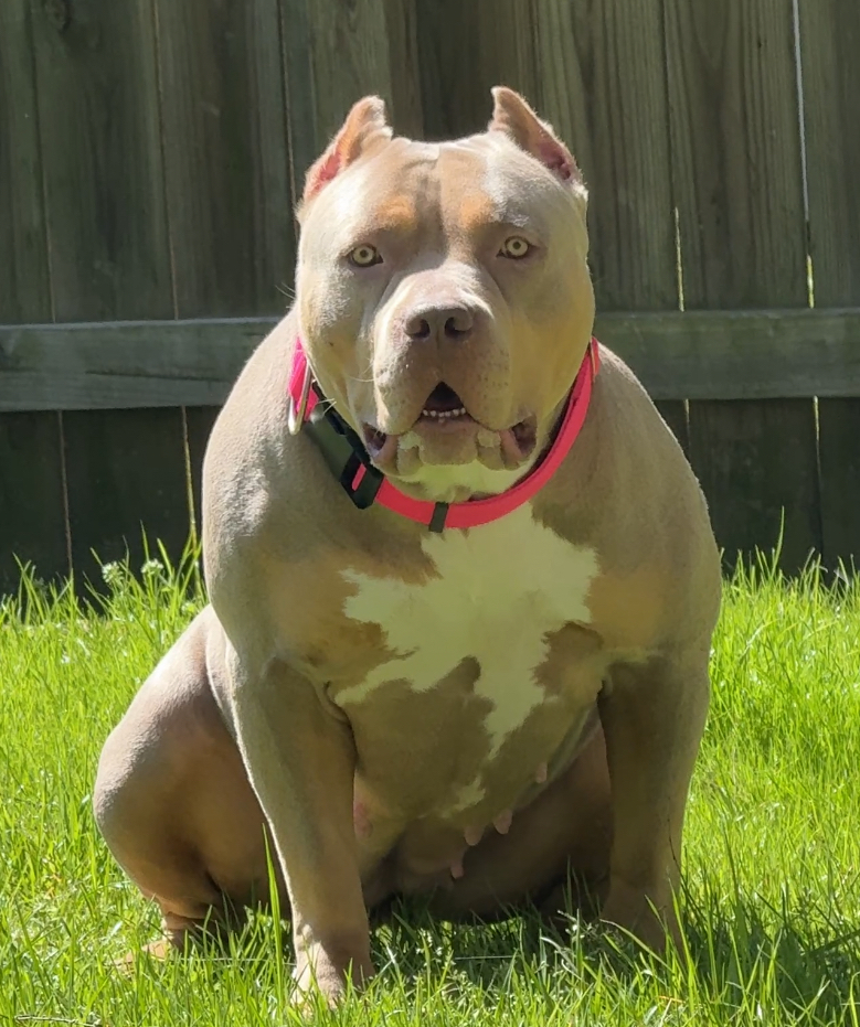 Dog Featured Image